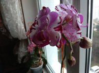 IMG_20220208_105344.jpg