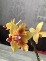 IMG_1133.jpg