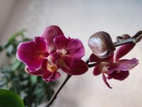 IMG_20220212_113027.jpg