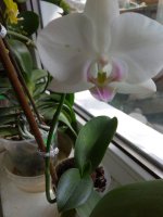 IMG_20220222_122718.jpg