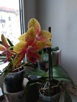 IMG_20220223_083319.jpg
