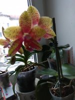 IMG_20220223_083336.jpg