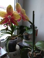 IMG_20220223_083351.jpg