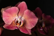 IMG_3934.jpg