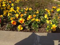 IMG_20220330_154743.jpg