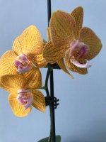 IMG_1913.jpg