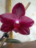 IMG_20220404_094241.jpg