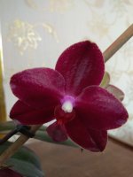 IMG_20220404_094532.jpg