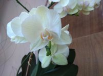 IMG_20220404_151814.jpg