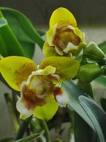 2022-04-04 Phal Anmio Yellow Bat AN6603 -.jpg
