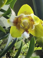 2022-04-04 Phal Anmio Yellow Bat AN6603.jpg
