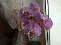 IMG_20220407_124831.jpg