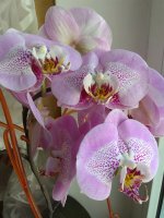 IMG_20220407_124938.jpg