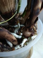 IMG_20220408_135837.jpg