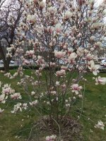 IMG_20220408_164742.jpg