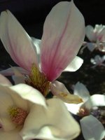 IMG_20220409_141353.jpg