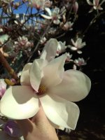 IMG_20220409_141530.jpg