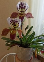 IMG_20220412_105729.jpg