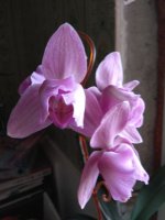 IMG_20220412_155055.jpg