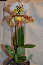 DSC_0014.JPG
