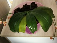 IMG_20220413_201202.jpg