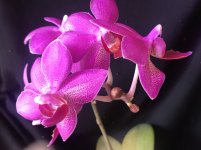 IMG_1778.JPG