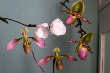 IMG_4175.jpg