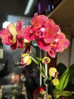 IMG_20220418_073457.jpg