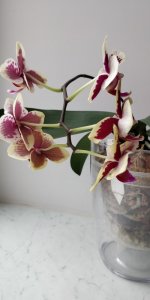 IMG_20220422_174945.jpg