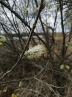IMG_20210502_120607.jpg