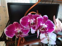 IMG_20220427_184256.jpg