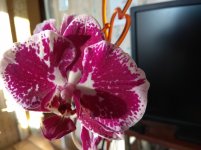 IMG_20220427_184350.jpg