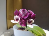 IMG_20220501_142345.jpg
