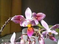 IMG_20220501_145211.jpg