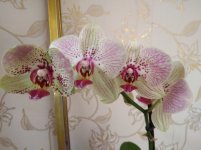 IMG_20220501_181434.jpg