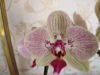 IMG_20220501_181547.jpg