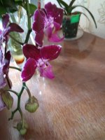 IMG_20220502_152637.jpg