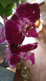 IMG_20220502_153016.jpg