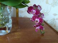 IMG_20220502_153230.jpg