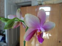 IMG_20220502_171921.jpg