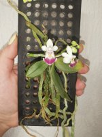 IMG_20220504_010336.jpg