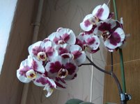 IMG_20220504_112541.jpg