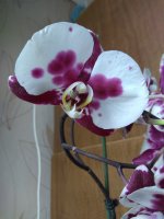 IMG_20220504_112611.jpg