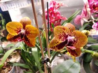IMG_20220504_203334.jpg