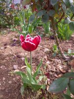 IMG_20220506_095633.jpg