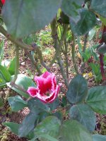 IMG_20220506_100216.jpg