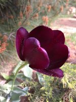 IMG_20220506_095815.jpg
