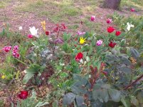 IMG_20220506_100252.jpg