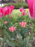 IMG_20220506_101406.jpg