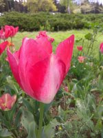 IMG_20220506_101411.jpg